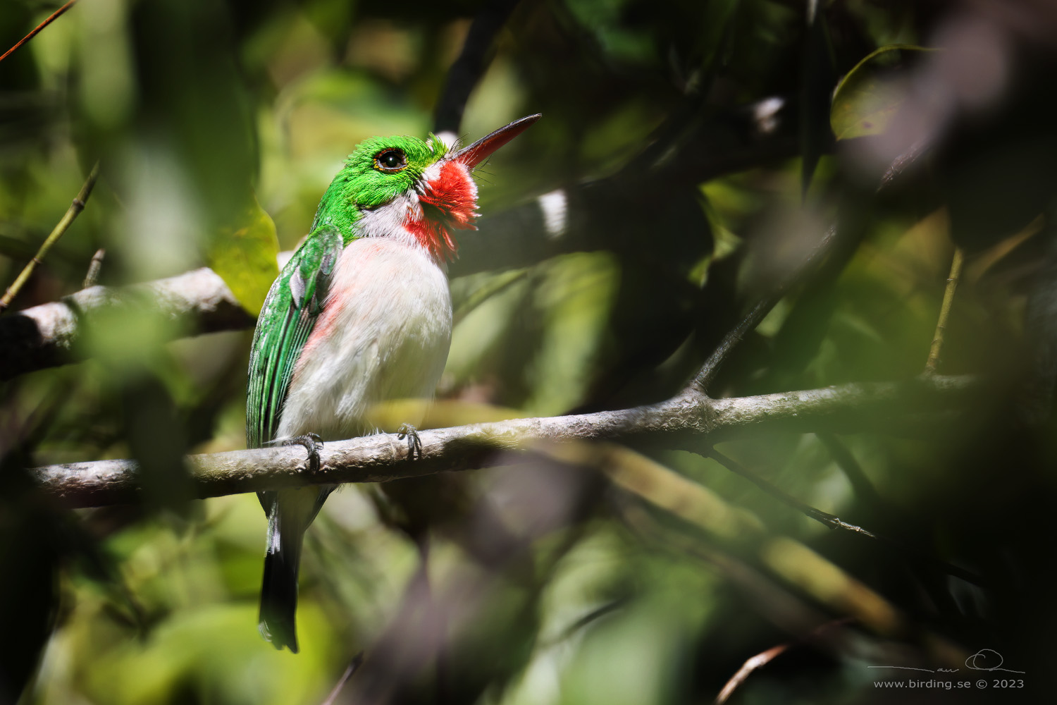 BROAD-TAILED TODY (Todus subulatus)- Stng / Close